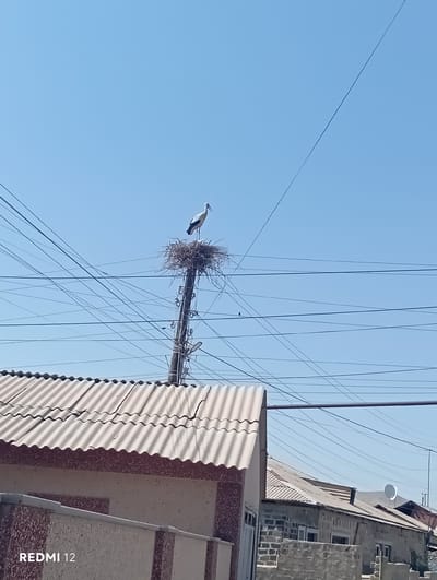 A stork stands on a nest built on top of a utility pole, surrounded by a complex network of electrical wires. The sky is a clear, vibrant blue, suggesting a sunny day. To the right, the corrugated metal roof and brick facade of a building are visible, hinting at a residential or urban setting. The image is oriented vertically, with the scene appearing upside down. The time of day is likely daytime due to the bright sky. The presence of the stork and its nest on the utility pole is a notable detail, often seen in rural or semi-urban areas where suitable nesting sites are scarce. The scene conveys a sense of everyday life in a location with abundant overhead wiring. Visible text in the lower right corner reads "REDMI 12". The specific location context is Vedi, Armenia.