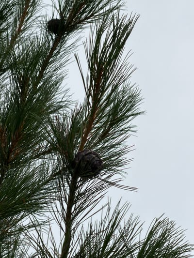 This is a close-up, eye-level shot of pine needles and pinecones against a pale, overcast sky. The image is dominated by the sharp, green needles of a pine tree, some of which are blurred due to their proximity to the camera and slight movement. Two pinecones are visible; one is in focus in the upper right quadrant of the image, and another, slightly out of focus, is visible in the lower left quadrant. The pinecones are dark and textured. The pine needles are long and slender, typical of a pine tree. The sky is a uniform, light gray, suggesting an overcast day. There is no discernible activity taking place, and the image appears to be a still-life focused on the natural elements of the tree. The overall mood is calm and natural, with no strong emotional cues. There is no visible text in the image. The location context indicates the scene is in Озерное (Майминский), Russia.
