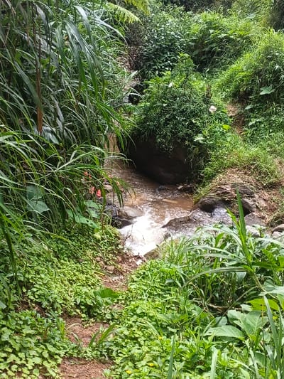 A small, shallow stream flows rapidly over rocks in a lush green landscape. Dense vegetation, including tall grasses and ground cover, borders the stream. A path with sparse ground cover leads toward the water. Some of the rocks in the stream are large, providing natural barriers to the flow. The water is turbid. The overall impression is one of a secluded, natural environment.