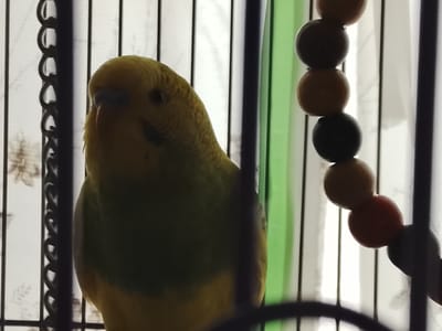 A budgie is inside a cage. The budgie is primarily yellow with green markings on its back. The cage has vertical bars and a decorative black spiral on the left side. To the right of the budgie, a strand of colorful beads is visible, with colors including brown, red, and black. The background appears to be a window with diffused light, suggesting it is daytime. There is no discernible location within the city of Lipcani, Moldova depicted in the image.