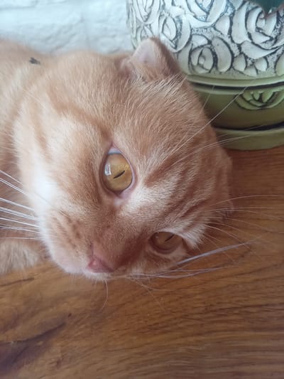 A close-up shot shows an orange tabby cat lying on a wooden surface. The cat's head is tilted, with one eye wide open and the other partially visible. Its fur is a warm orange color with subtle stripes. The cat's whiskers are long and white. In the background, a decorative plant pot with a textured, light-colored surface is visible. The lighting suggests an indoor environment, possibly near a window. There is no information about the location in Terebovlia, Ukraine.