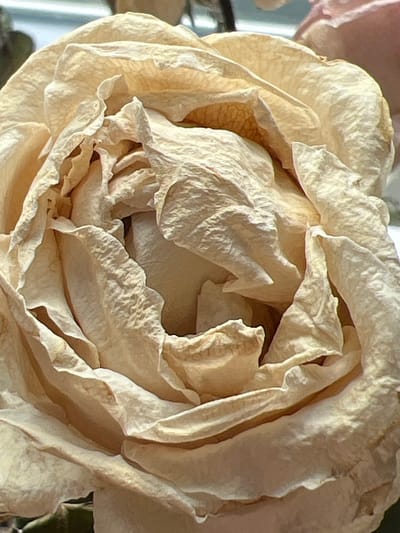 The image shows a close-up, detailed view of a dried, light-colored rose. The petals are dry and brittle, with visible wrinkles and creases, indicating that the rose has withered. The color of the rose is a pale, creamy yellow, with some areas appearing slightly darker brown, particularly along the edges and in the deeper recesses of the petals. The texture of the petals is rough and paper-like. The lighting highlights the intricate folds and curves of the rose, creating a play of light and shadow that emphasizes its delicate, desiccated state. The background is softly blurred, but hints of green foliage and a pale pink object can be discerned, suggesting the rose might be part of a bouquet or arrangement. There are no people or any indication of activity or specific location within the city of Ringsted, Denmark.