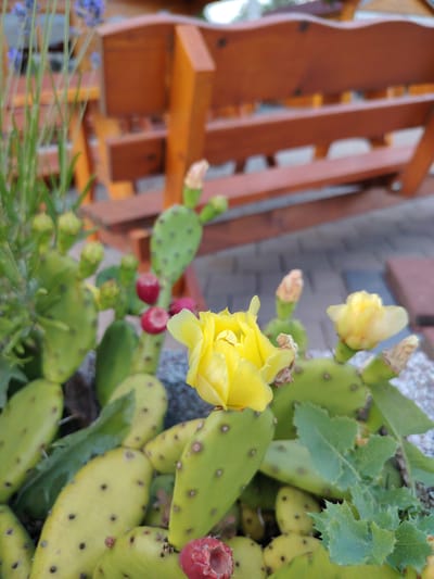A close-up, slightly low-angle shot features a prickly pear cactus with bright yellow flowers and red fruit. The cactus pads are light green and dotted with dark spines. In the background, a wooden bench with a reddish-brown hue is partially visible, along with some lavender plants with purple flowers. The scene is set outdoors, on a paved area with reddish-brown and grey stones. This image was taken in Achern, Germany.