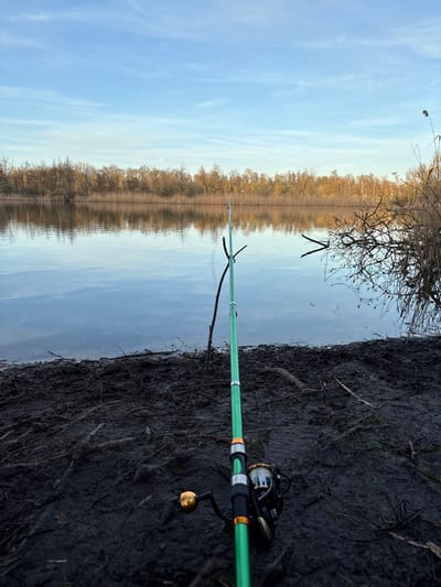 The image displays a tranquil outdoor scene at a water body in Niel, Belgium. In the foreground, a bright green fishing rod, featuring a black spinning reel with gold accents, is positioned with its tip extended into the water. The rod is stabilized by a natural brown stick inserted vertically into the dark, muddy shoreline, which shows exposed roots and minimal organic debris. The water's surface is calm, reflecting the overhead sky and distant vegetation. To the immediate right, a cluster of bare, dark branches extends from the bank into the water, creating distinct reflections. Across the water, the background is defined by a dense treeline of primarily leafless deciduous trees and tall, dry reeds, indicating a natural or managed landscape surrounding the water body. The sky is clear light blue with scattered thin, white cloud formations. No individuals or active fishing implements beyond the rod are visible.