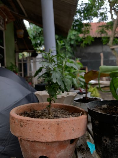 A close-up, slightly low-angle shot focuses on a small green plant in a terracotta pot. The plant, with its delicate leaves and thin stem, is the main subject. The terracotta pot is worn and textured, with visible imperfections. Behind the pot, other plants and pots are visible, some out of focus. The background suggests an outdoor setting, possibly a backyard or garden area, with hints of roofing, trees, and a building. The overall impression is one of a simple, outdoor living space in a residential area. The image is static, with no discernible action or interaction. There are no people present in the frame. The lighting is diffused, suggesting an overcast day or shade.