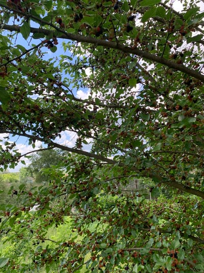 This is a medium shot of a mulberry tree in Pokotylivka, Ukraine, on a cloudy day. The tree is laden with ripe mulberries, which are black, red, and purple. The leaves are green and vibrant. The branches of the tree are thick and gnarled, and they are covered in the mulberries. The sky is visible through the leaves, and it is a pale blue with scattered white clouds. In the background, there is a blurred view of houses and trees.