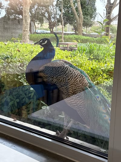 An Indian peafowl stands outdoors, viewed through a clear glass window in Rio de Mouro, Portugal. The peacock, positioned center-frame, displays an iridescent blue head and neck with distinctive white markings above and below its eye, and a small dark crest. Its body is covered in mottled brown and green plumage, with longer, iridescent green tail feathers featuring visible ocelli extending to the right. The bird's grey, scaled legs are partially visible through reflections on the glass at the bottom right. The immediate exterior environment consists of dense green shrubs and foliage. In the background, mature deciduous trees with some green leaves are visible, along with a wooden bench or table. Further back, a paved area contains multiple light-colored parked automobiles. The scene is observed from an interior perspective, with a white window frame visible along the bottom and right edges of the image. The glass exhibits reflections, subtly overlaying elements of the indoor viewing space onto the outdoor scene.