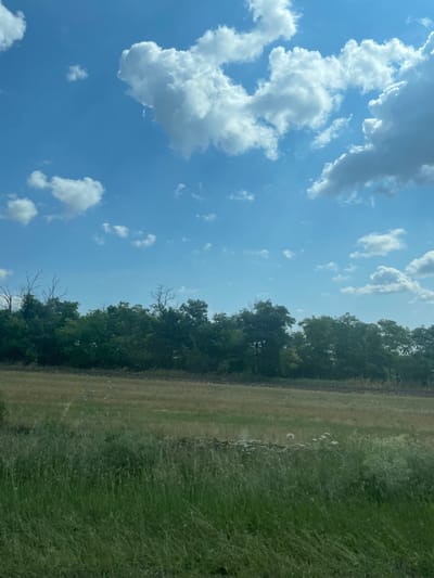 The image depicts a wide, flat landscape under a bright blue sky with scattered white cumulus clouds. In the foreground, tall green grass is visible, giving way to a dry, mowed field. A line of dense, dark green trees forms a barrier across the middle ground, with some bare, skeletal branches of dead trees interspersed among them. The background is a pale blue sky. There are no people or animals clearly visible in the scene, though a small cluster of white objects, possibly birds, can be seen in the dry field. The image appears to be taken from a slightly elevated vantage point, looking out over the fields. The location is identified as Proletarskii, Russia.