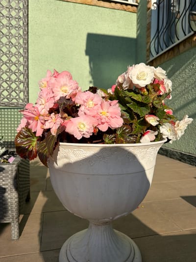 In the city of Zhostovo, Russia, a white, ornate planter holds a vibrant display of pink and white begonias. The planter sits on a tiled patio bathed in the warm, dappled sunlight of late afternoon, casting sharp shadows. Behind the planter, a light green, textured wall serves as a backdrop, with the upper portion of a building featuring barred windows and stone accents visible at the top right. To the left of the planter, a portion of a grey, woven chair is visible. The overall scene captures a serene, outdoor setting, likely a residential garden or patio, emphasizing the beauty of the flowers and the interplay of light and shadow.