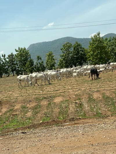 This landscape image, likely taken in Nandu, Nigeria, depicts a rural scene under a clear daytime sky. The primary subjects are a long line of cattle, predominantly white or light-colored, seen in the mid-ground. One black cow stands out distinctly in the middle of the herd. The cattle appear to be standing or slowly moving in a single file, positioned between green trees and a dirt path.
In the background, large, hazy mountains stretch across the horizon beneath a bright blue sky, which shows faint traces of clouds. Several leafy green trees are scattered throughout the scene, interspersed with the cattle and extending towards the mountain range. The ground is dry, consisting of reddish-brown dirt with sparse patches of light green grass and dry brush.
To the right side of the frame, a wide, unpaved dirt road or path, covered with small stones and pebbles, runs vertically. Two thin, parallel power lines or utility wires are visible against the sky in the upper left portion of the image. The bright, natural light suggests it is daytime, likely mid-morning or early afternoon, with clear weather conditions. There is no visible text in the image.