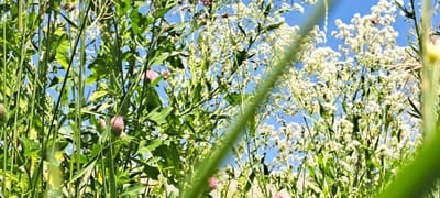 The image shows a low-angle view of dense green foliage and small white flowers against a bright blue sky. Several pink clover-like flowers are visible among the greenery. In the upper right portion of the image, a dark insect, possibly a bee or fly, is perched on one of the white flower clusters. The scene appears to be an outdoor natural setting, consistent with the rural environment of Bash-Kaiyndy, Kyrgyzstan. The focus is on the vegetation, with the sky serving as a backdrop. There are no people or man-made structures visible.