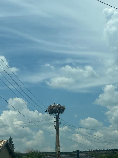 The image depicts a stork's nest built on top of a utility pole in General Kiselovo, Bulgaria. The nest is made of twigs and straw, and several storks are visible within it. The sky is blue with scattered white clouds. Power lines run diagonally across the frame. In the foreground, a portion of a tiled roof and a conifer tree are visible. The overall scene suggests a rural or semi-rural environment.
