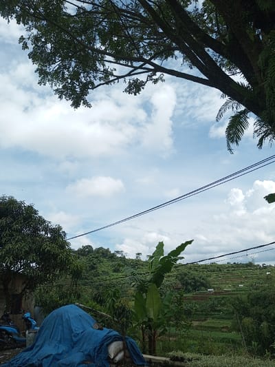 A lush landscape featuring verdant hillsides dotted with cultivated terraces under a sky filled with puffy clouds. Tall trees frame the scene, their branches reaching towards the sky. Power lines run across the middle ground. In the foreground, a blue tarp covers an object, next to a motorcycle and various plants. The scene evokes a sense of rural tranquility.