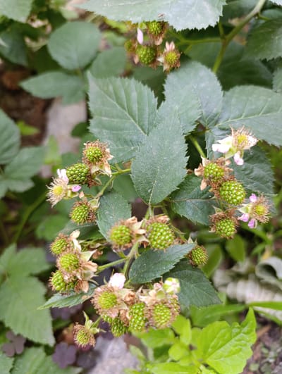 In Filippenkov, Russia, a close-up, overhead view captures a cluster of developing blackberries on a bush. The green berries are still immature, some bearing remnants of pinkish-white blossoms with yellow pistils. The leaves are a deep green, with serrated edges and visible veins. The background is softly blurred, showing more foliage, some brown soil, and what appears to be a light-colored rock. The lighting suggests it is daytime, possibly overcast. There are no people or animals visible in the frame.