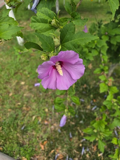 This media file features a close-up view of a blooming pink hibiscus flower. The flower is the central subject, with its delicate petals and prominent stamen clearly visible. It is positioned on the left side of the frame, with a cluster of green leaves and a developing flower bud to its left. The background is a soft blur of green foliage and grass, with hints of fallen purple petals scattered on the ground. The overall impression is one of nature's beauty, with the flower appearing fresh and vibrant. There is no indication of people or specific objects, suggesting a natural outdoor setting. The lighting appears to be natural daylight, with no harsh shadows, implying it could be morning or late afternoon. The weather seems pleasant, allowing for the flower to be in full bloom. The context of Uygur, Uzbekistan, suggests a garden or natural landscape within this region. No text is visible in the image.