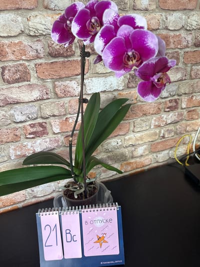 A purple orchid with white accents is displayed in a clear plastic pot on a dark surface in front of a brick wall. To the right of the orchid, a pink notepad with a spiral binding is visible. The notepad features a drawing of a starfish wearing sunglasses and the text "В ОТПУСКЕ" (On vacation) in Russian. To the left of this page, another page displays the number "21" in large blue font and "Вс" next to it, likely representing "Воскресенье" (Sunday). The lower portion of the notepad shows a watermark reading "@hastenka_comics". In the background, a yellow cable and part of a black electronic device are visible. The scene appears to be indoors, possibly in a domestic or office setting, with no immediate indication of the city of Рубцово, Russia, beyond the prompt's request.