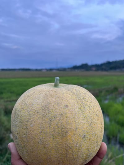 A hand holds a cantaloupe in the foreground, with a blurred background of fields and a cloudy sky. The cantaloupe is round and yellow with a textured rind. The hand is partially visible, with fingers curved around the fruit. The background consists of green fields and a bright blue sky with scattered clouds. The image appears to be taken outdoors in daylight. There is no visible text. The location is noted as Mee Pangwa, Indonesia.