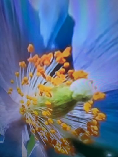 The image is a close-up, high-angle shot of the stamen and pistil of a blue flower, likely a Himalayan blue poppy, with blurred blue petals in the background. The stamen, consisting of numerous thin filaments topped with bright orange anthers, radiate outwards. A light green pistil is visible in the center. The overall impression is of a vibrant and detailed macro photograph, potentially taken in a garden or botanical setting. The image does not contain any information or context related to the city of Çiğli, Turkey.