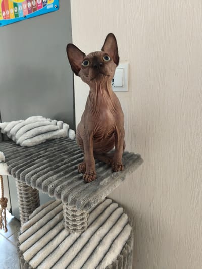 A hairless cat is sitting on a grey cat tree. The cat has dark brown skin and large blue eyes. It is looking up and to the left. The cat tree has multiple levels and is covered in a plush, grey fabric. To the left of the cat tree is a grey surface, possibly a refrigerator, with a colorful chart attached to it. To the right of the cat tree is a beige wall with a light switch. The scene appears to be indoors, in a domestic setting. There is no information about the location in the city of Речицы, Russia.
