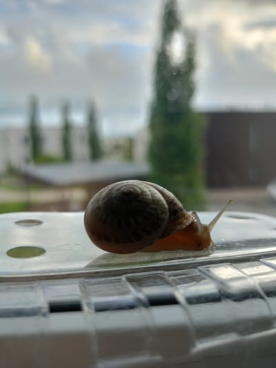 A close-up, eye-level shot captures a snail traversing a clear, ribbed plastic surface, possibly a window sill or a piece of office equipment. The snail, its shell a spiral of brown and beige, is in motion, with its front half extended and its antennae pointed forward. The background is blurred, suggesting a shallow depth of field. Out of focus, one can discern a cloudy sky, several tall, slender trees, and what appears to be a building with a dark roof, characteristic of a suburban or semi-rural setting. The lighting indicates it is daytime, likely overcast, given the diffused light and muted colors. The image seems to have been taken outdoors, possibly in a garden or yard. The snail's presence suggests a natural environment coexisting with man-made structures, potentially in a location like Peetri alevik, Estonia, where such landscapes are common.