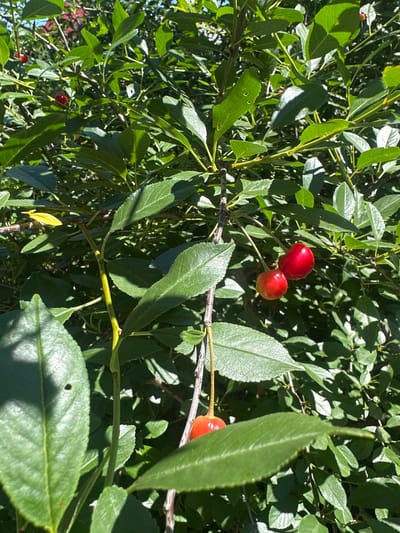 This is a close-up photograph of a cherry tree in Karachino, Russia. The tree is laden with ripe, red cherries, some of which are partially obscured by lush green leaves. The sunlight filters through the foliage, creating a dappled effect and highlighting the vibrant red of the fruit. The branches are thin and woody, with a rough texture. The overall impression is one of a bountiful harvest in a natural, outdoor setting.