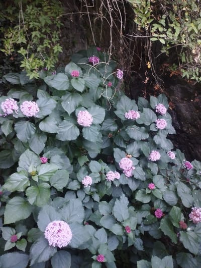 This is a high-angle, close-up, vertical, outdoor photograph of a lush, overgrown bush with numerous clusters of small, pale pink flowers and large, dark green leaves. The bush is densely packed, with many of its leaves overlapping. The background consists of dark, rough-textured rock and dried, thin branches. The flowers are spherical and appear to be made up of many tiny florets. Some of the flowers are fully bloomed, while others appear to be in bud or have already faded. The lighting is dim, suggesting the photograph was taken in a shaded area, possibly in a natural setting. The overall impression is one of natural abundance and untamed growth.