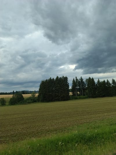 The image depicts a rural landscape under a cloudy sky. In the foreground, a mown field stretches across the frame. Behind this field, a line of evergreen trees forms a dense barrier, with some deciduous trees interspersed. Beyond the trees, golden fields are visible, suggesting agricultural land. In the distance, rolling hills are dotted with trees and structures, indicative of a small settlement. The overall impression is one of a serene, natural environment.