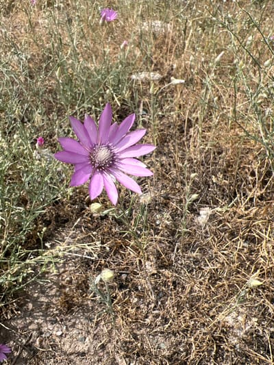 In Yuryevka, Kyrgyzstan, a single, vibrant pink flower with delicate, pointed petals and a textured, white and brown center stands out against a backdrop of dry, golden grass and sparse green foliage. The flower is positioned slightly to the left of the frame, its petals fanned out, showcasing its intricate structure. The ground is a mix of dry earth, small pebbles, and scattered plant debris, indicative of a semi-arid environment. A smaller, less developed pink bud is visible in the upper left quadrant, hinting at the presence of more flowers. The lighting suggests a bright, sunny day, casting subtle shadows on the ground. The overall scene captures a moment of natural beauty in a dry landscape.