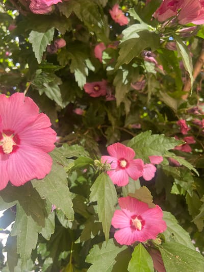 A close-up shot focuses on several pink hibiscus flowers and their green leaves. The flowers are in various stages of bloom, with some fully open and others partially closed. The petals are a vibrant pink, with darker pink centers and yellow stamen. The leaves are large and serrated, with visible veins. The background is a blur of green foliage and some hints of purple flowers, suggesting a garden or park setting. The image appears to have been taken outdoors, with natural sunlight casting shadows on the leaves and petals. The photograph has a shallow depth of field, blurring the background to emphasize the flowers in the foreground. The scene is set in a park in the city of Berehove, Ukraine, a location known for its beautiful floral displays.