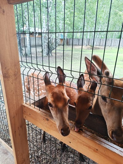 In the city of Mokhovichki, Russia, a close-up, eye-level, vertical shot captures a group of three young deer gathered around a wooden trough filled with hay and grain. The deer are framed by a dark green metal fence in the foreground. Their heads are close together, with the closest deer on the left looking directly at the camera. The deer in the center is captured in the act of licking its nose with its tongue extended, while the deer on the right is partially obscured by the fence but its right eye and ear are visible. The deer have light brown fur with white spots on their backs, suggesting they are fallow deer. Behind the fence, a blurred background reveals a natural environment with birch trees, indicating a rural or park setting. The scene appears to be a feeding area within an enclosure.