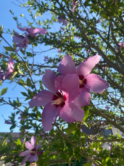 This is a close-up, low-angle shot of a flowering tree, possibly a hibiscus, with large pink to lavender blossoms and green leaves against a clear blue sky. The foreground is dominated by two prominent, open flowers, their delicate petals catching the sunlight. In the background, the branches of the tree extend upwards, interspersed with more flowers and foliage. The scene appears to be outdoors, with hints of a residential area, including rooftops, visible in the far background. The image was taken in the village of Mezhvodnoye, in the Mezhvodnenskoye rural settlement of Ukraine.