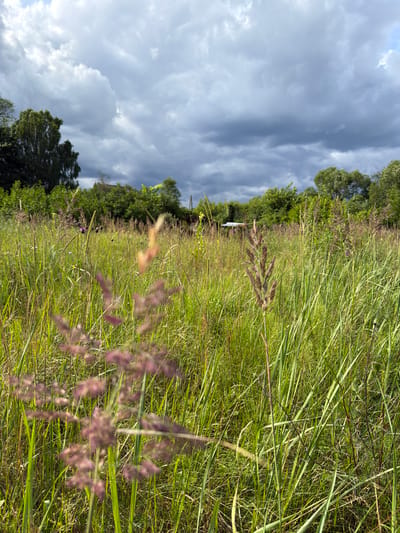 The image depicts a natural, overgrown field in Tēraudi, Latvia, under a cloudy sky. The foreground is dominated by tall, green grass and wildflowers in various stages of bloom, with some plants featuring purple or reddish seed heads. The background reveals a line of dense green trees and shrubs, suggesting a rural or semi-rural setting. In the distance, a small, light-colored structure, possibly a shed or a small building, is visible amidst the foliage. The overall atmosphere is one of untamed nature, with the cloudy sky hinting at an impending change in weather. There are no people or animals visible in the frame.