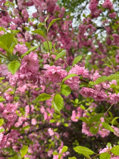 The image shows a close-up view of a flowering tree with numerous small, pink flowers and green leaves. The flowers appear to be clustered densely on the branches. The background is filled with more flowers and leaves, suggesting a full bloom. Glimpses of the sky can be seen in the upper left corner through gaps in the foliage. The location in the city of Маяк, Russia is not visually evident in the image.