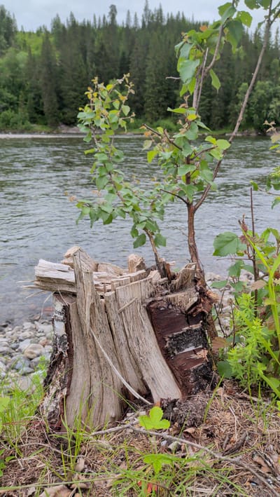 This vertical media file captures a tranquil natural scene near Trofors, Norway. The foreground is dominated by a weathered, split tree stump, its rough, splintered wood contrasting with the smooth, dark bark on the right side. A young, leafy sapling grows from behind the stump, its branches reaching upwards. Lush green grass and dried pine needles cover the ground around the stump.

Beyond the immediate foreground, a body of water flows gently, its surface rippled and reflecting the overcast sky. The water is bordered by a pebble-strewn shore. In the background, a dense forest of dark green coniferous trees stretches across a hillside, suggesting a wilderness setting. The sky appears cloudy, indicating a potentially cool or damp day, typical of northern climates.

There is no discernible activity or event taking place; the scene is still and serene, evoking a sense of quiet contemplation and the enduring resilience of nature. The overall mood is peaceful and somewhat melancholic, with the decaying stump serving as a reminder of life's cycles. No text is visible in the image.