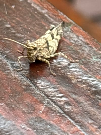 A close-up, high-angle shot shows a light brown and dark gray speckled grasshopper perched on a dark brown, textured wooden surface. The wood appears to be a plank with visible grain and some lighter gray markings. The grasshopper is positioned in the center-left of the frame, facing towards the left. Its antennae are visible, extending forward. The background is out of focus, showing the continuation of the textured wooden surface and a blur of orange and brown at the top right, suggesting the environment is outdoors. The image was taken in Morovaia, Moldova.