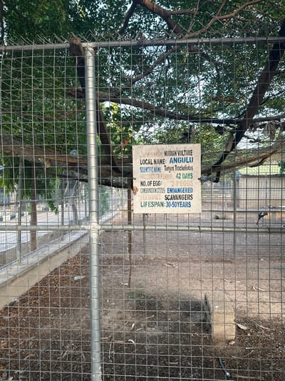 This is a medium shot, eye-level photograph of a sign on a chain-link fence at an aviary. The sign, which is a light-colored rectangle with dark text, provides information about a Nubian Vulture. The text on the sign is as follows: "COMMON NAME: NUBIAN VULTURE", "LOCAL NAME: ANGULU", "SCIENTIFIC NAME: Torgos Trachelitos", "INCUBATION PERIOD: 42 DAYS", "NO. OF EGG: 2-0 EGGS", "CONSERVATION STATUS: ENDANGERED", "FEED/DIET: SCAVENGERS", "LIFESPAN: 30-50 YEARS". The aviary enclosure is visible behind the fence and sign. It contains dry ground with scattered leaves and debris, as well as some trees and branches. In the background, there are more enclosures and structures, possibly part of a zoo or wildlife sanctuary. The location is identified as Batagarawa, Nigeria. A bird, possibly the Nubian Vulture, is visible in the right-middle ground, standing on the ground. Another dark bird is partially visible in the right background. The sky is bright and appears to be daytime.