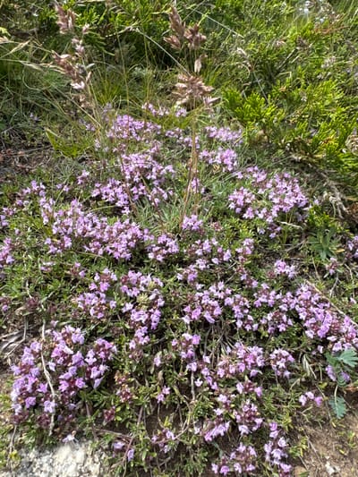 This is a close-up, overhead shot of low-growing vegetation, likely in a natural, outdoor setting. The primary subjects are clusters of small, delicate purple flowers with darker centers, interspersed with green foliage and dried grasses. The flowers appear to be part of a ground cover or a creeping plant, with numerous small blooms densely packed together. Some of the dried grasses have a feathery appearance and are a light brown or tan color. In the upper left quadrant of the image, there is a section of brighter green, shrub-like foliage with a needle-like texture, possibly a type of evergreen. The ground appears to be a mix of soil and small rocks, visible in some areas, particularly on the right side of the frame. The lighting suggests it is daytime, with natural sunlight illuminating the scene. There are no people or discernible objects other than the plants and ground. The image conveys a sense of natural beauty and the micro-landscape of a wild or untamed area. The location context is provided as El'tiubiu, Russia.
