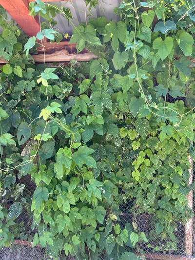The image shows a dense wall of green foliage, likely hops, growing on a wire mesh fence and against a corrugated metal roof structure with exposed wooden beams. The plants have large, lobed leaves, some of which appear to be affected by a powdery white substance, possibly mildew. Thin, winding vines are interspersed throughout the leaves, and some areas of the leaves show damage or discoloration. The scene is outdoors, with natural light filtering through the leaves, creating varying shades of green. There are no people or animals visible in the image. The presence of a wire mesh fence and a corrugated metal roof suggests a backyard or garden setting, potentially in a more rural or suburban area. The location of Zaboizkiy, Russia is not visually indicated in the image itself.