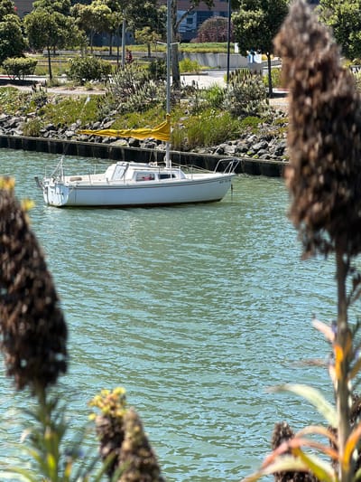 A white sailboat is docked in a calm, green body of water, likely a harbor or canal. The boat is seen from above, with its hull and some of its rigging visible. A yellow sail is furled and tied to the mast. The water is rippled, suggesting a gentle breeze. On the shore, there is a rocky embankment covered with green vegetation and some taller, dried plants with brown, fuzzy seed heads in the foreground and background, blurring the image edges. Behind the embankment, there is a paved walkway and trees. In the distance, buildings can be seen, indicating an urban or suburban setting. The scene appears to be a sunny day, with clear light casting some shadows. The overall mood is peaceful and serene. The license plate on the boat reads "CA 1234 XY".