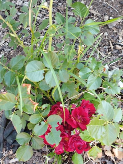 In a garden setting in the city of Hospozín, Czechia, a close-up, high-angle shot reveals a cluster of dark red roses. The roses are in various stages of bloom, with some fully open and others still developing buds. The petals are a deep, velvety red. The rose bushes are surrounded by green foliage, some of which shows signs of damage with small holes and brown-edged leaves, suggesting possible insect activity or natural decay. Long, thin blades of grass intermingle with the rose stems and leaves. The ground beneath the plants is covered with dark soil, wood chips, and scattered dry leaves, indicating a mulched garden bed. The lighting suggests an outdoor setting, likely during the daytime. There are no people visible in the image.