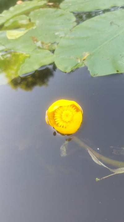This is a top-down, slightly angled shot of a yellow water lily blooming on dark, still water. The flower is in the center right of the frame, with its petals tightly furled around a textured inner core. To the left of the flower, large, vibrant green lily pads dominate the foreground. Their surface is glossy, reflecting the surrounding environment. The water itself is a deep, muted gray-blue, with subtle ripples and reflections suggesting movement, possibly from a light breeze or underwater activity. A thin, green stem, likely from another water plant, emerges from the upper right of the frame, its delicate form contrasting with the broad lily pads. The overall scene is tranquil and natural, evoking a sense of peacefulness. The lighting suggests it is daytime, likely with soft sunlight, as there are no harsh shadows. The location, Mazpīrāgi, Latvia, places this scene within a freshwater environment typical of the region. There is no visible text in the image.