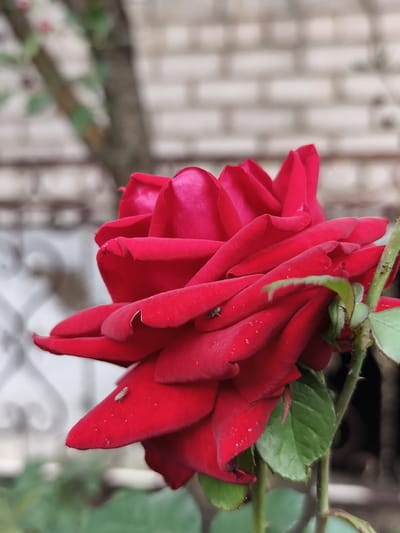 The image shows a close-up of a vibrant red rose in bloom. The rose is the primary subject, with its velvety petals unfurling. Two small insects, possibly aphids or thrips, are visible on the petals. One is on the left side of a petal, and the other is on a lower petal towards the left. Green leaves and thorny stems of the rose plant are also visible. In the background, a blurred brick wall provides context, suggesting an outdoor setting. The overall impression is a detailed, naturalistic portrayal of a rose in a garden environment, likely located in Семилетка, Russia, given the provided context.