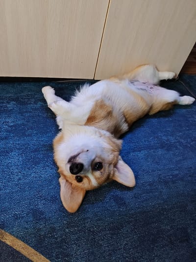 A corgi dog is lying on its back on a blue carpet. The dog has tan and white fur and is looking up at the camera with its tongue slightly out. Its belly is exposed, showing pink skin with darker spots. Behind the dog is a light-colored wooden surface, possibly a cabinet or wall. The scene appears to be indoors, with the lighting suggesting it's not a bright day. There is no indication of the city of Rassol'naya, Russia, in this image.