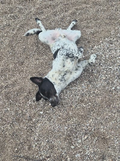 A black and white spotted dog lies supine on a pebbled surface, characteristic of a beach or unpaved area within the Municipal Unit of Loutraki - Perachora, Greece. The animal's belly is exposed, with its four legs curled upwards. Its head, primarily black with a white muzzle, rests turned slightly to the left, showing a closed or relaxed eye. The dog's coat is white with irregular black patches and spots distributed across its body and limbs. The ground consists of various shades of small, rounded light-colored pebbles and sand, covering the entire visible area around the dog.