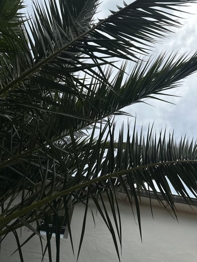 The image shows a close-up view of palm fronds against a cloudy sky and a white wall. The fronds are dark green and sharply pointed. The wall has a rectangular, slightly recessed feature near the top right of the frame. The angle of the shot is looking upwards, emphasizing the height of the palm tree.
There is no specific indication in the image that places the image in the city of La Couarde-sur-Mer, France.