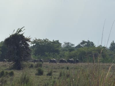 A herd of water buffalo graze in a field in Thaiyur, India, under a hazy, overcast sky. A large, distinctive palm tree with a dense crown of fronds stands in the left foreground, its dark silhouette contrasting with the muted green of the surrounding vegetation. In the middle ground, several water buffalo are spread across the grassy plain, their dark bodies hunched as they eat. The ground is covered in dry grass and some taller, reedy plants. Behind the grazing animals, a dense line of trees forms a dark green backdrop, with lighter green foliage intermixed. The sky is a pale, washed-out gray, suggesting either early morning or late afternoon, or simply a cloudy day. There is no visible text in the image.