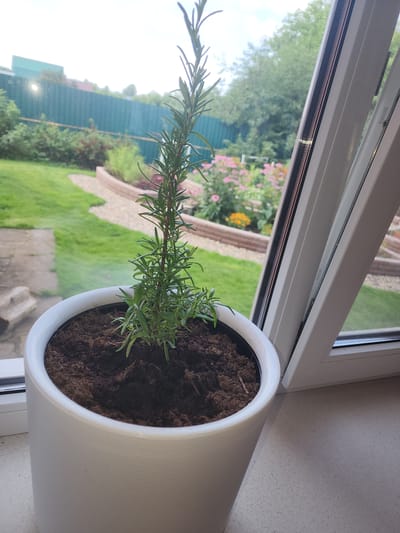 A rosemary plant in a white cylindrical pot sits on a windowsill. Through the window, a green fence, a garden with pink and yellow flowers, and a path are visible. The scene appears to be a residential area in Yuryev-Polsky, Russia.