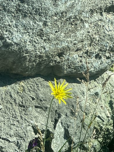 A single yellow wildflower with thin, pointed petals stands in the foreground against a rough, gray, rocky surface. The rock face appears to be large and textured, with shadows indicating the presence of an uneven terrain. Several dry grass stalks are also visible, some taller than the flower and others shorter, scattered around the base of the rock and partially obscuring the lower sections of the flower. A hint of purple from another small flower can be seen in the lower left corner, also near the base of the rock. The overall lighting suggests it is a sunny day. The image does not contain any people or depict any specific actions or interactions. This scene is consistent with the rocky and natural landscapes found in and around the city of Spitak, Armenia.