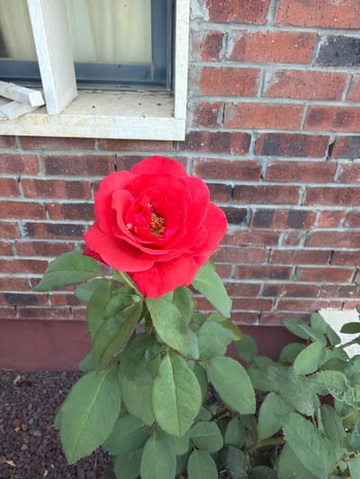 A close-up, eye-level shot captures a vibrant red rose in full bloom, its petals unfurling to reveal a textured yellow center. The rose is positioned in the foreground, with its lush green leaves forming a natural backdrop. Behind the rose, a rustic brick wall stretches across the scene, its earthy tones contrasting with the rose's boldness. To the left of the rose, a light-colored stone ledge runs along the wall, a window frame is visible above the ledge. This scene, likely from a garden or public space, appears to be in Gedera, Israel.