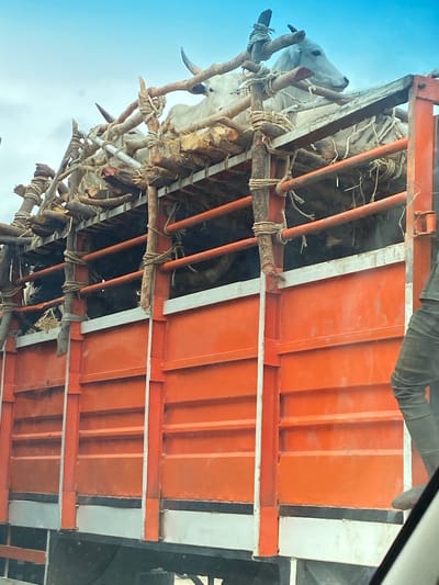 The image shows a low-angle view of livestock transported on a truck, possibly in or near Karshi, Nigeria. The animals, primarily cattle, are secured within a makeshift enclosure constructed of branches and rope atop the truck bed. The truck is orange and white with an attached tire. The sky is visible in the background.